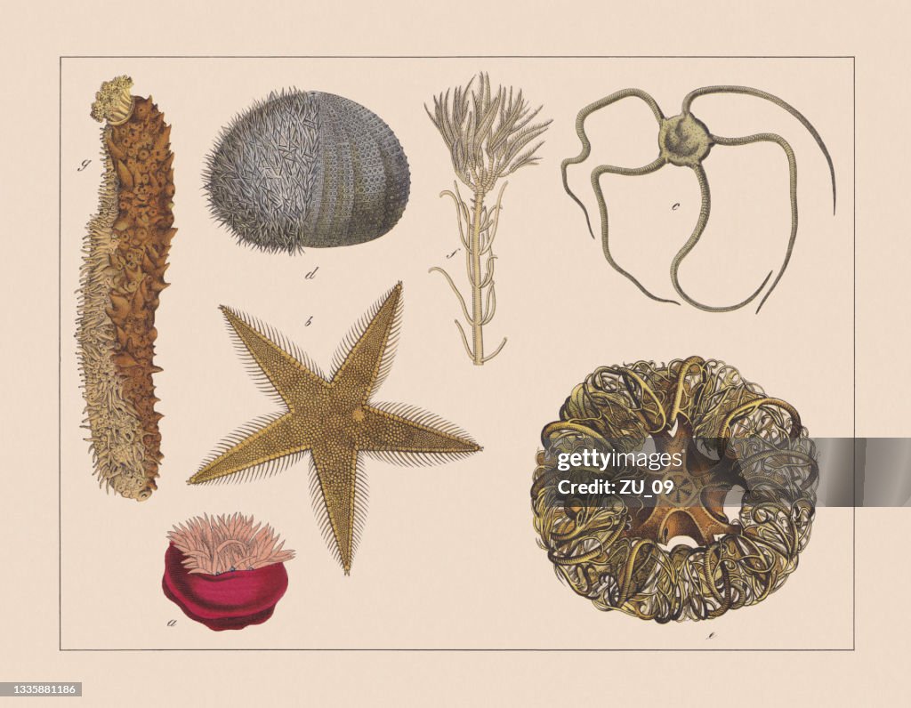Echinoderms, hand-colored chromolithograph, published in 1882