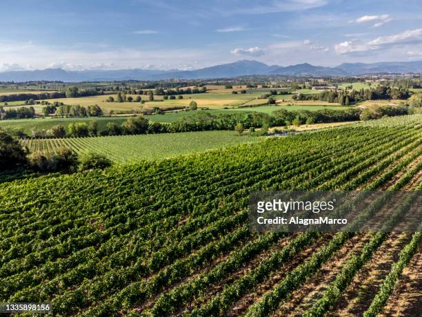 hills 1 - veneto vineyard stock pictures, royalty-free photos & images