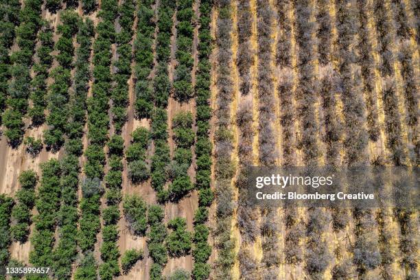 almond trees during a drought - dehydration stock pictures, royalty-free photos & images