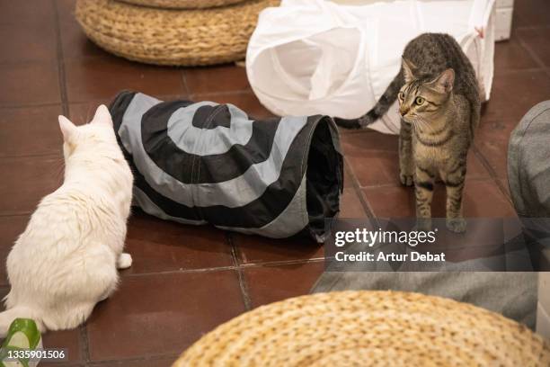 cool cat cafe to interact and adopt abandoned cats in the city. - cat cafe foto e immagini stock