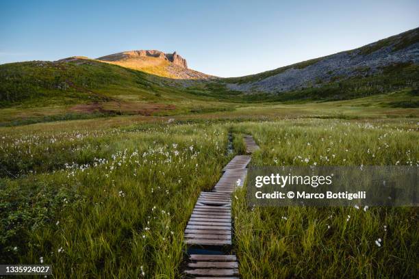 wooden walkway among marsh and cottongrass, senja island, norway - wollgras stock-fotos und bilder