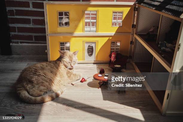 a cat is lying in a living room looking for the sun that enters through a window - looking through a doll house foto e immagini stock