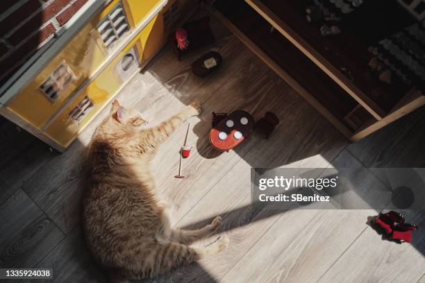 a cat is lying in a living room looking for the sun that enters through a window - 猫 影 ストックフォトと画像
