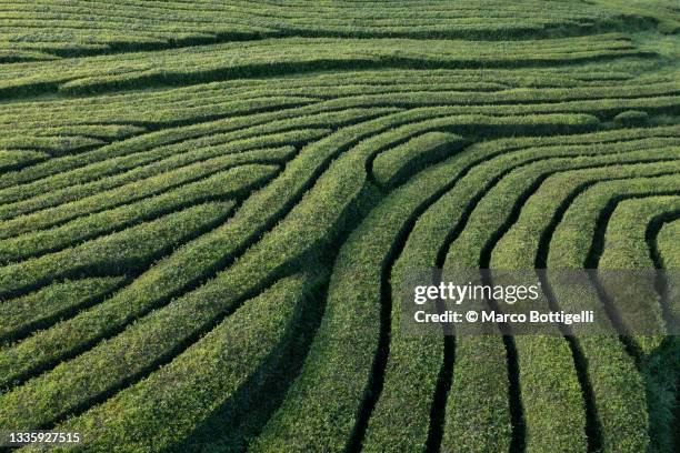 tea plantation in sao miguel, azores - natuurlijk patroon stockfoto's en -beelden