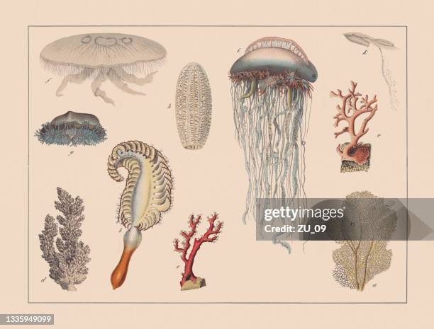 stockillustraties, clipart, cartoons en iconen met cnidarians, hand-colored chromolithograph, published in 1882 - chromolithografie
