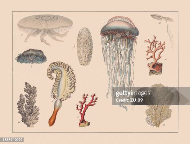 stockillustraties, clipart, cartoons en iconen met cnidarians, hand-colored chromolithograph, published in 1882 - koraal