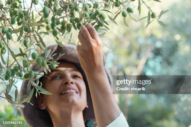 woman among olive trees - olive tree imagens e fotografias de stock