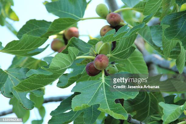 figs hanging from a tree - fig imagens e fotografias de stock