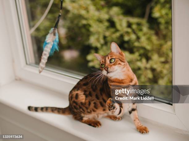 bengal cat playing with toy on window ledge - purebred cat bildbanksfoton och bilder
