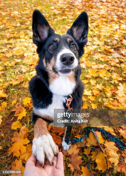 the dog gives a paw - animal tricks stock pictures, royalty-free photos & images