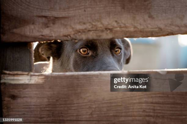 dog eyes - scared dog stock pictures, royalty-free photos & images