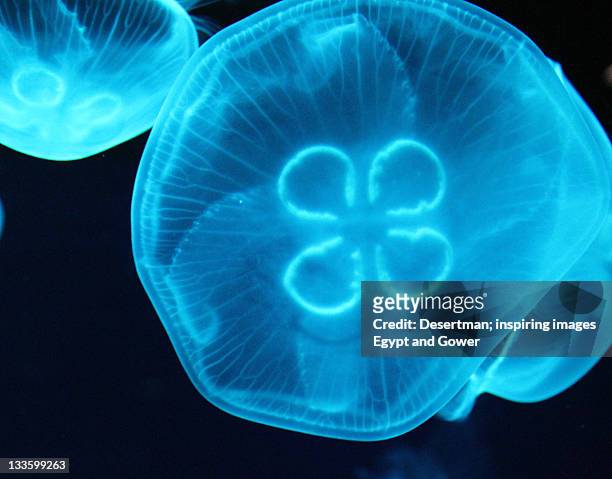 jellyfish close - desertman foto e immagini stock