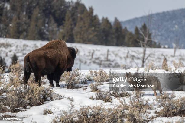 grey wolf looking over bison (buffalo) on snow covered hill - yellowstone national park wolf stock pictures, royalty-free photos & images