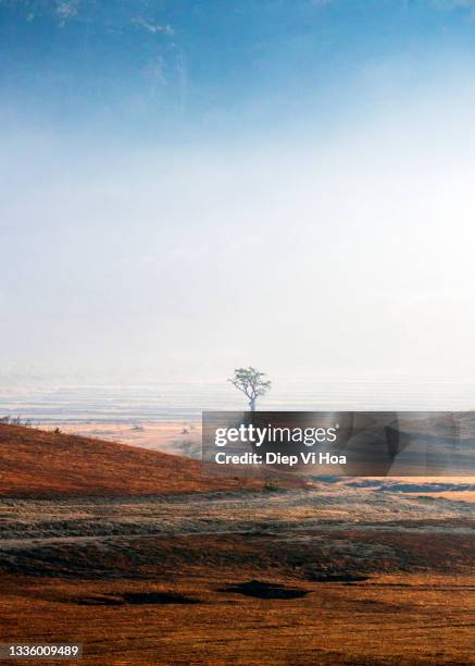 last pine on the hill in misty dawn - dalat stock pictures, royalty-free photos & images