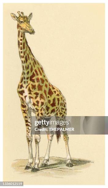 bildbanksillustrationer, clip art samt tecknat material och ikoner med giraffe illustration 1897 - giraff