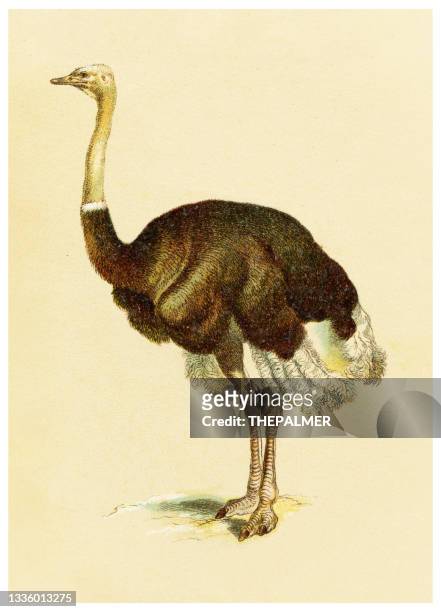 ostritch illustration 1897 - ostrich stock illustrations