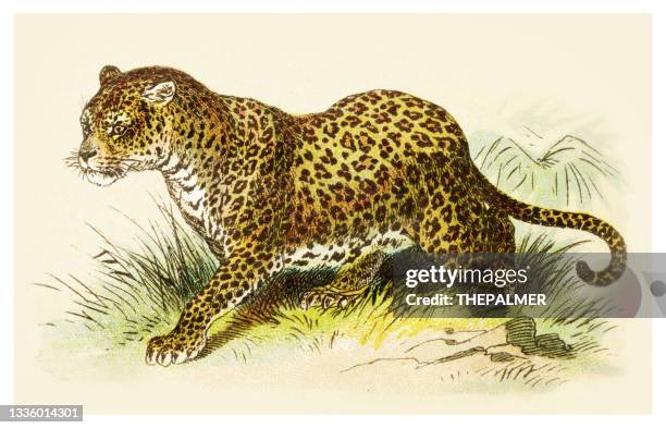 leopard illustration 1897 - african print stock-grafiken, -clipart, -cartoons und -symbole