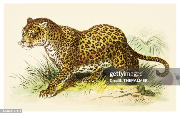 stockillustraties, clipart, cartoons en iconen met leopard illustration 1897 - luipaardprint