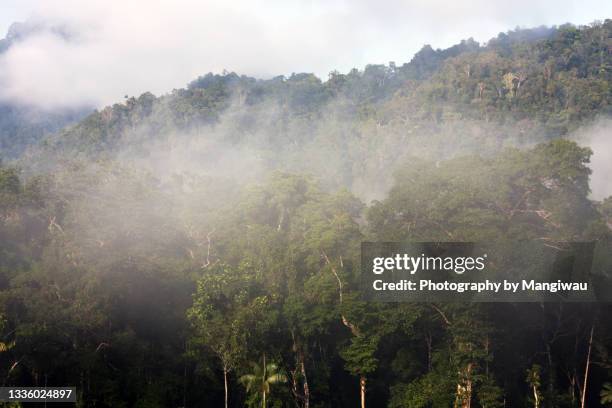 new guinea rainforest - papua stock-fotos und bilder