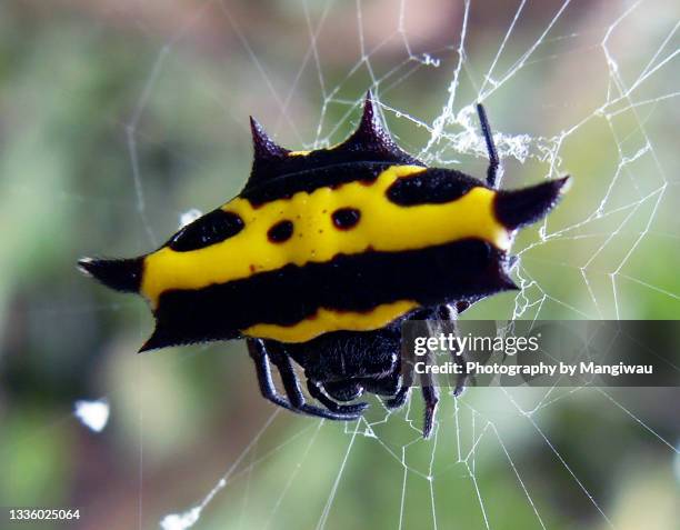 new guinea spiny spider gasteracantha - diatom stock pictures, royalty-free photos & images