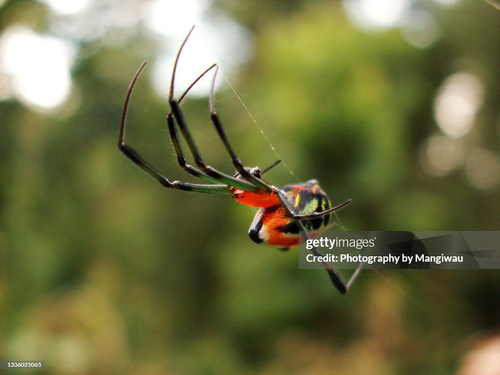 Cartoon Spider in New Guinea Rainforest