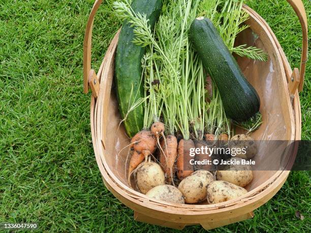 home grown produce - trug stock pictures, royalty-free photos & images