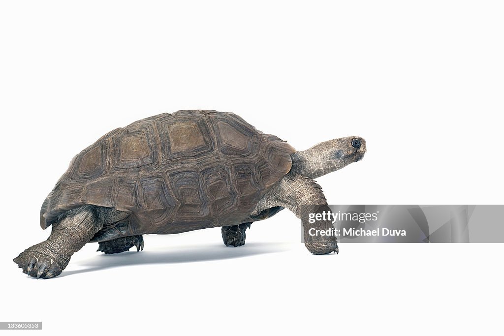 Studio shot of a Burmese Brown Mountain Turtle