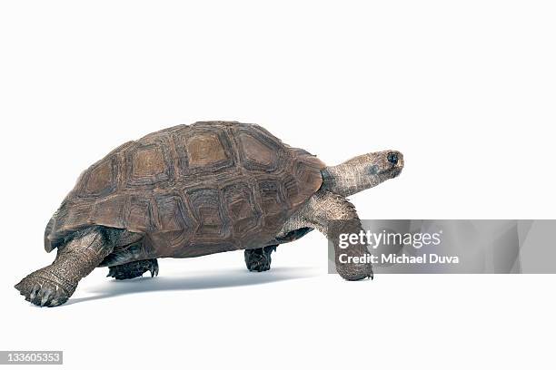 studio shot of a burmese brown mountain turtle - schildpad stockfoto's en -beelden