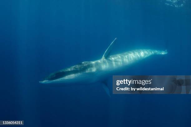 fin whale turning showing it's white belly, atlantic ocean, the azores, portugal. - blue whale stock-fotos und bilder