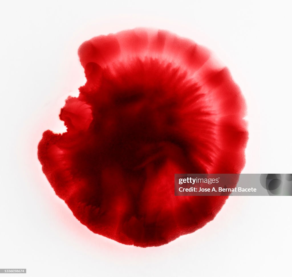 Full frame of drop and splashes of red paint on a white canvas in the form of blood.