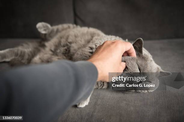 close up of a man’s hand stroking a sleepy british short hair cat’s round cheek as she lies on a grey couch with her eyes closed - british shorthair cat stock pictures, royalty-free photos & images