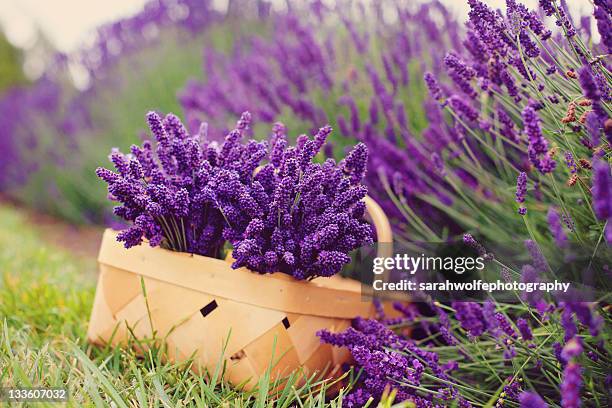 basket of lavender - lavendelfarbig stock-fotos und bilder