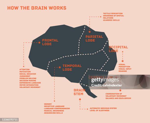 stockillustraties, clipart, cartoons en iconen met brain infographic - temporal lobe