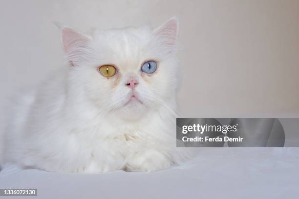close shoot  of  beautiful white persian cat - ferda demir stock pictures, royalty-free photos & images