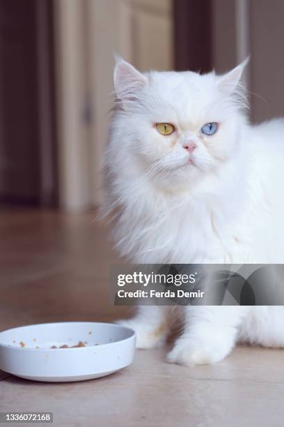 close shoot  of  beautiful white persian cat - ferda demir stock pictures, royalty-free photos & images