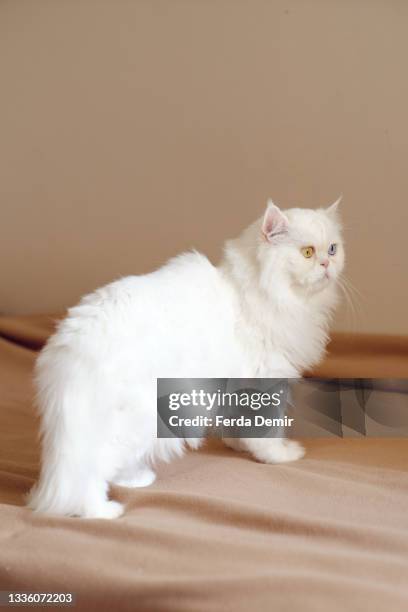 close shoot  of  beautiful white persian cat - ferda demir stock pictures, royalty-free photos & images