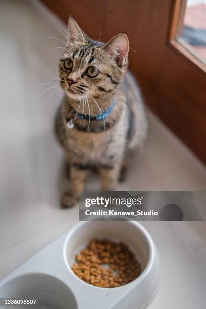 dragon li katze (líhuā māo katze) sitzt neben ihrer katzenschale - katzenfutter stock-fotos und bilder