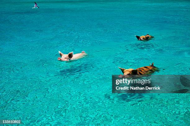 pigs swim - bahamas fotografías e imágenes de stock