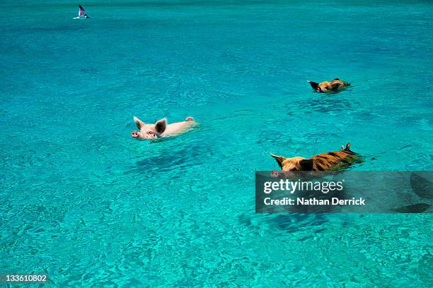 pigs swim - exuma stock pictures, royalty-free photos & images