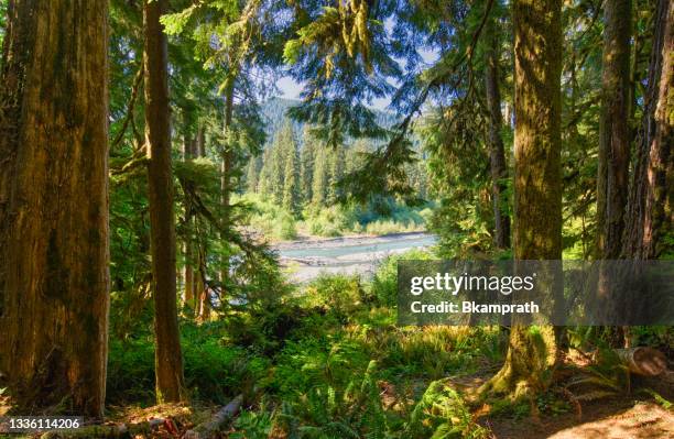 einzigartige landschaft des hoh-regenwaldes im wunderschönen olympic national park im westen des us-bundesstaates washington. - olympic nationalpark stock-fotos und bilder