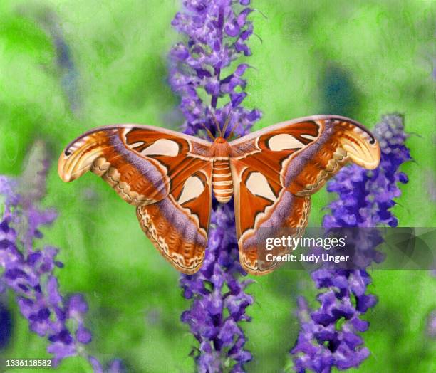 ilustraciones, imágenes clip art, dibujos animados e iconos de stock de polilla atlas en el tallo de flores - mariposa nocturna atlas