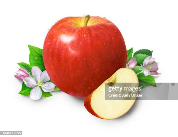 apples, blossoms and wedge right - photo realism stock illustrations