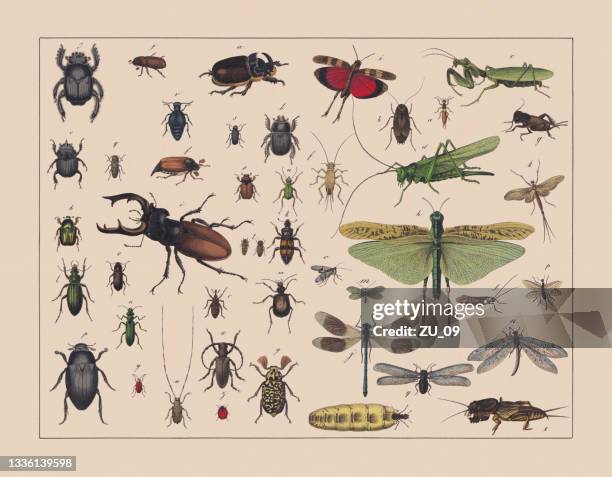 ilustrações de stock, clip art, desenhos animados e ícones de beetles, locusts, and net-winged insects, hand-colored chromolithograph, published in 1882 - inseto