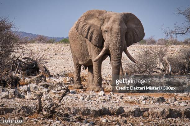 full length of african elephant standing on field - daktari photos et images de collection