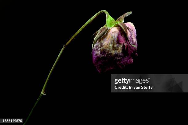 wilting rose - dry rot stock pictures, royalty-free photos & images