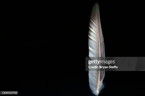 dove feather - feathers isolated stock pictures, royalty-free photos & images