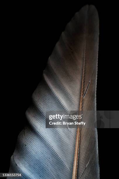 dove feather - animal black backround isolated stockfoto's en -beelden