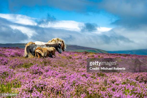wild horses in the heather (calluna vulgaris) of the black mountains, brecon beacons national park in wales - brecon beacons national park stock pictures, royalty-free photos & images