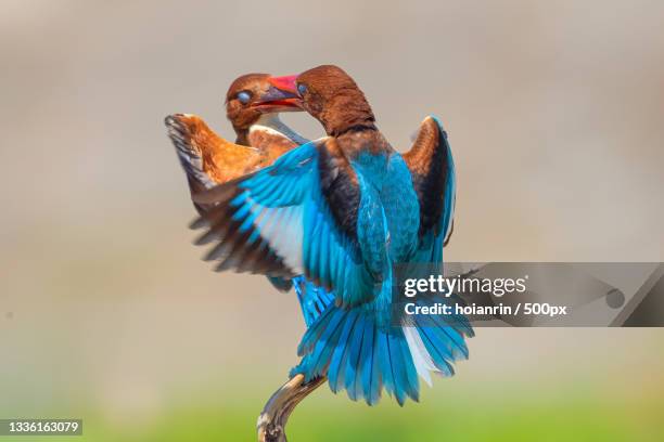 close-up of kingfisher perching on branch,da nang,vietnam - common kingfisher stock pictures, royalty-free photos & images