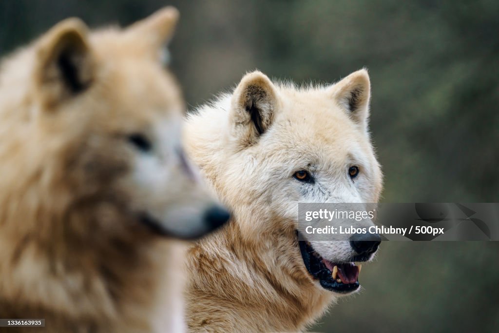 Close-up of wolf looking away